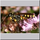 Mellinus arvensis - Kotwespe w26f mit Fliege.jpg